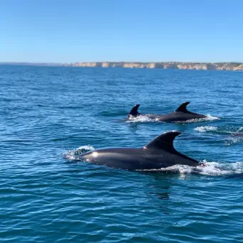 a whale jumping out of the water